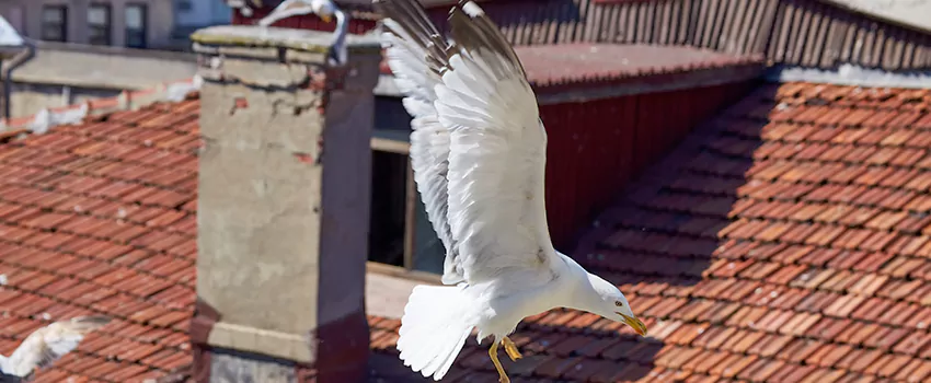 Residential Chimney Animal Removal Solution in Sherwood, AR
