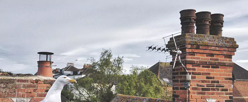 Chimney Cleaning And Restoration in Sherwood, Arkansas